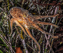 East Pacific red octopus, rescued from a gull near Los Osos, California Red Octopus rescued.jpg