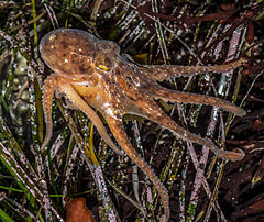 Description de l'image Red Octopus rescued.jpg.