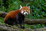 Red Panda (28138612717).jpg