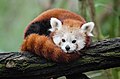 Red Panda (15637788853).jpg