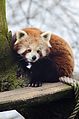 Red Panda (16733734509).jpg