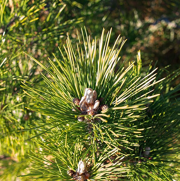 File:Red Pine foliage & conelets, Napatree Point Conservation Area, Rhode Island (52357).jpg