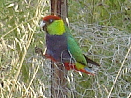 ไฟล์:Red capped parrot(male).JPG