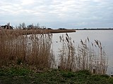 Reeds growing by the mere - geograph.org.uk - 1103423.jpg