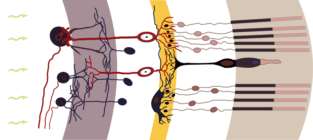 Retinal regeneration