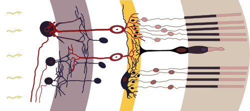 Retina-diagram.svg