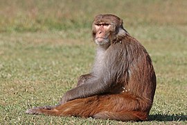 Rhesus macaque (Macaca mulatta mulatta), male, Gokarna