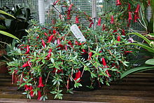 Rhododendron gracilentum - Гүлдер консерваториясы - Сан-Франциско, Калифорния - DSC03068.JPG
