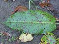Ridderzuring bladvlekkenziekte (Rumex obtusifolius with leaf spot).jpg