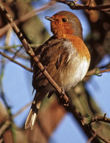File:Robin (Erithacus rubecula) - geograph.org.uk - 658550.jpg