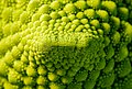 * Nomination Detail view of Romanesco broccoli (Brassica oleracea) --XRay 04:45, 24 March 2021 (UTC) * Promotion  Support Good quality -- Johann Jaritz 05:24, 24 March 2021 (UTC)