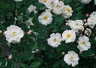 Rosa 'Trier'.jpg