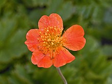 Rosaceae - Geum coccineum.JPG