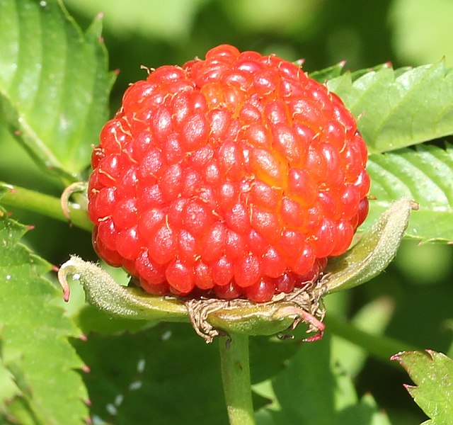 File:Rubus illecebrosus fruits.JPG