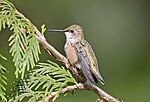 Thumbnail for File:Rufous Hummingbird, female 02.jpg