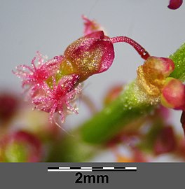 Close-up of subsp. acetosa flowers