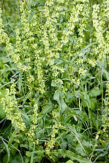 Растение Rumex crispus с загнутыми краями листьев.