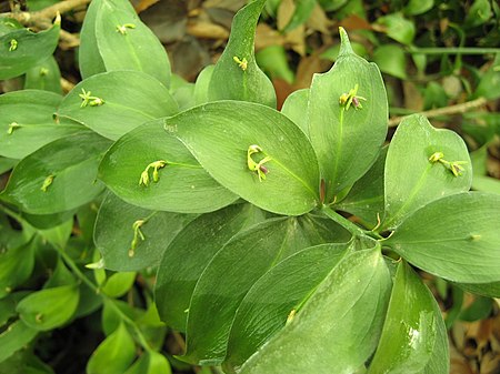 Ruscus hypophyllum (laurha) 001.jpg