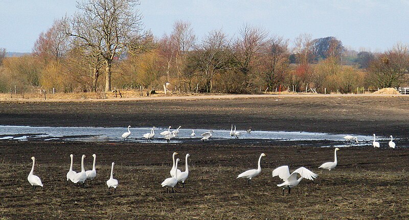 File:Sångsvan - Cygnus cygnus.jpg