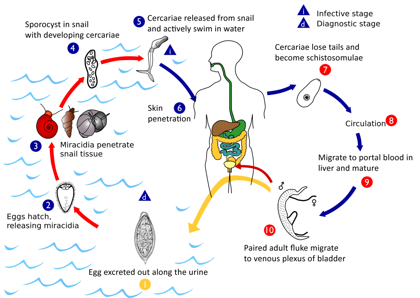 Путь заражения шистосомозом. Schistosoma mansoni цикл развития. Жизненный цикл шистосомы Мансони. Schistosoma haematobium цикл. Кровяной сосальщик жизненный цикл.