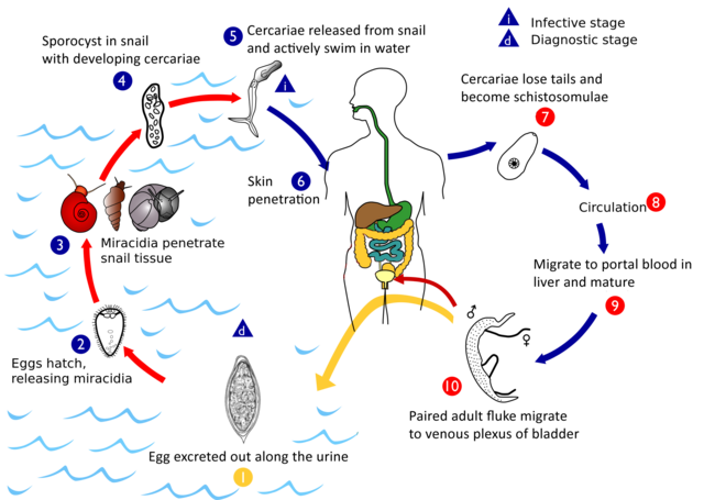 https://upload.wikimedia.org/wikipedia/commons/thumb/d/d6/S._haematobium_life_cycle.png/640px-S._haematobium_life_cycle.png
