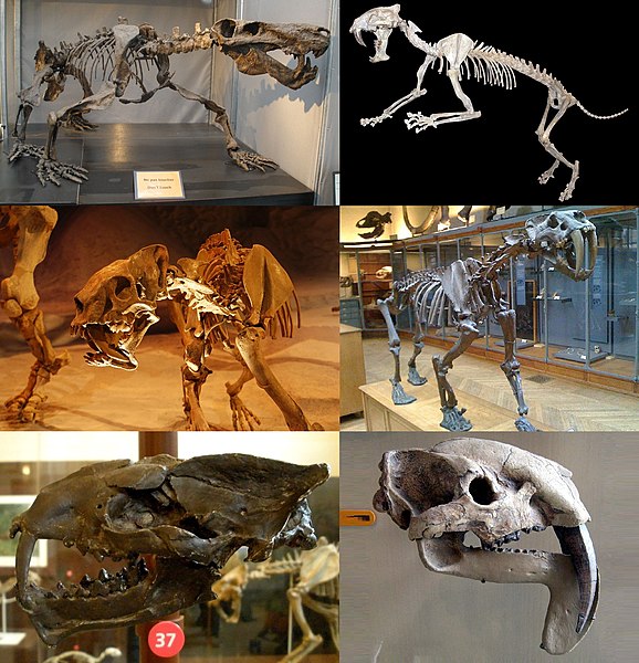 From top and from left to right, Inostrancevia, Hoplophoneus, Barbourofelis, Smilodon, Machaeroides and Thylacosmilus
