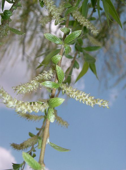 File:Salix babylonica1.jpg