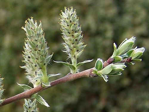 Salix repens a2.jpg