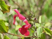 Salvia elegans