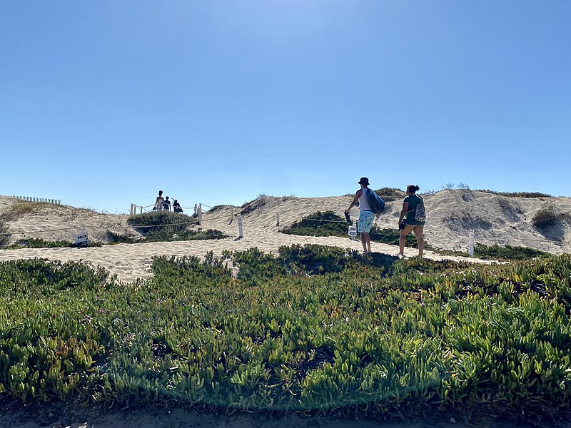 File:Sand dunes at Playa Del Rey, California.jpg