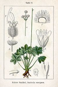 Sanicula europaea Sturm2.jpg