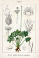 Sanicula europaea vol. 12 - plate 02 in: Jacob Sturm: Deutschlands Flora in Abbildungen (1796)
