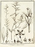 Sauvagesia adima, erecta Aublet 1775 pl 100.jpg