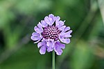 Thumbnail for Scabiosa lucida