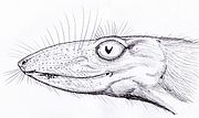 Miniatura para Scaloposaurus