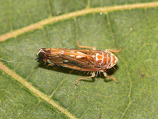 <i>Scaphoideus titanus</i> species of insect