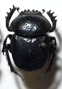 Scarabaeus.semipunctatus.jpg