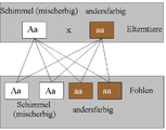 Wird ein mischerbiger Schimmel mit einem andersfarbigen Pferd gepaart, so ist das Fohlen mit einer Wahrscheinlichkeit: von 50 % ein mischerbiger Schimmel, von ebenfalls 50 % andersfarbig.