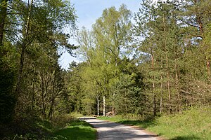 Schleswig-Holstein, Bark, Wittenborner Heide NIK 6011.jpg