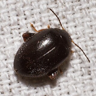 <i>Scirtes tibialis</i> Species of beetle