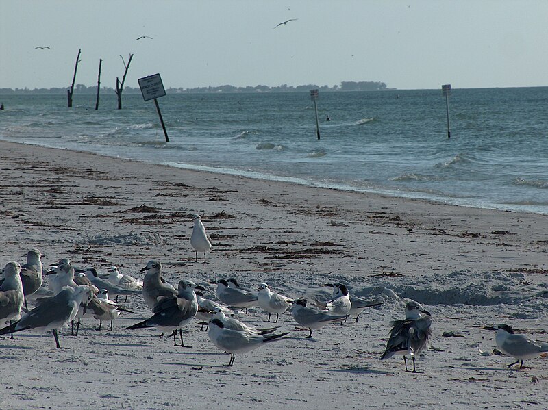 File:Seagulls at Fort De Soto Park, FL.jpg