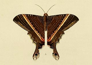 Sematuridae Family of moths