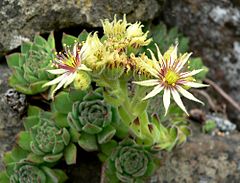 Description de l'image Sempervivum grandiflorum 2.jpg.