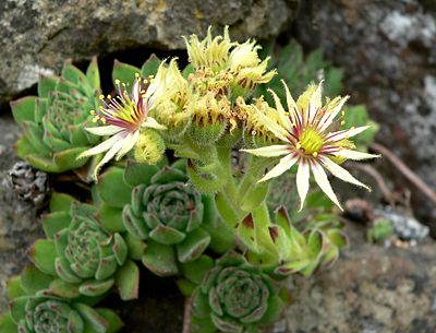 Flower form. Семпервивум молодило. Молодило (Sempervivum). Sempervivum grandiflorum. Альпийская живучка Sempervivum.