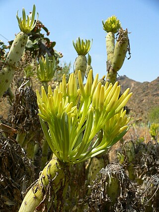 <i>Kleinia</i> Genus of flowering plants