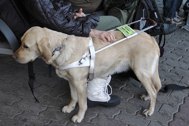 File:Service Dog in Oslo 2013.JPG