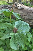 Sessile trillium, mid spring