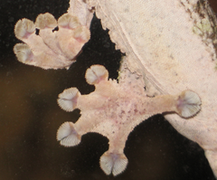 Fijne haartjes onder de tenen van een bladstaartgekko.
