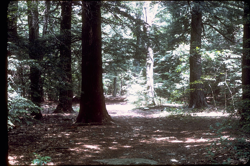 File:Shenandoah National Park SHEN2820.jpg