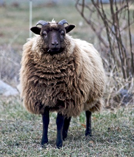 Cừu Shetland